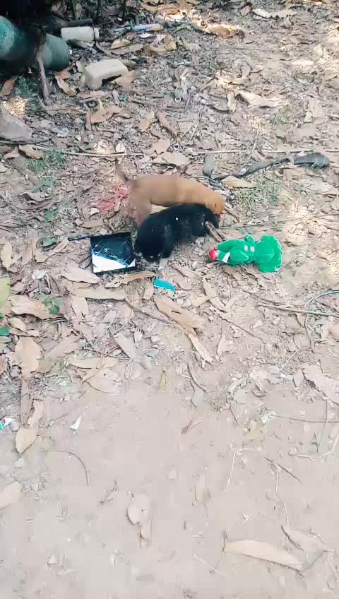 @น้องชมพู่