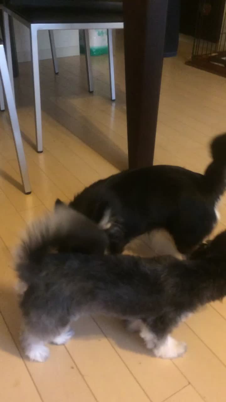 @コチマックス
