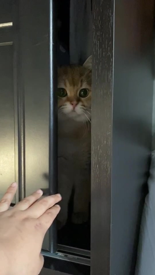 @Cruise_cat