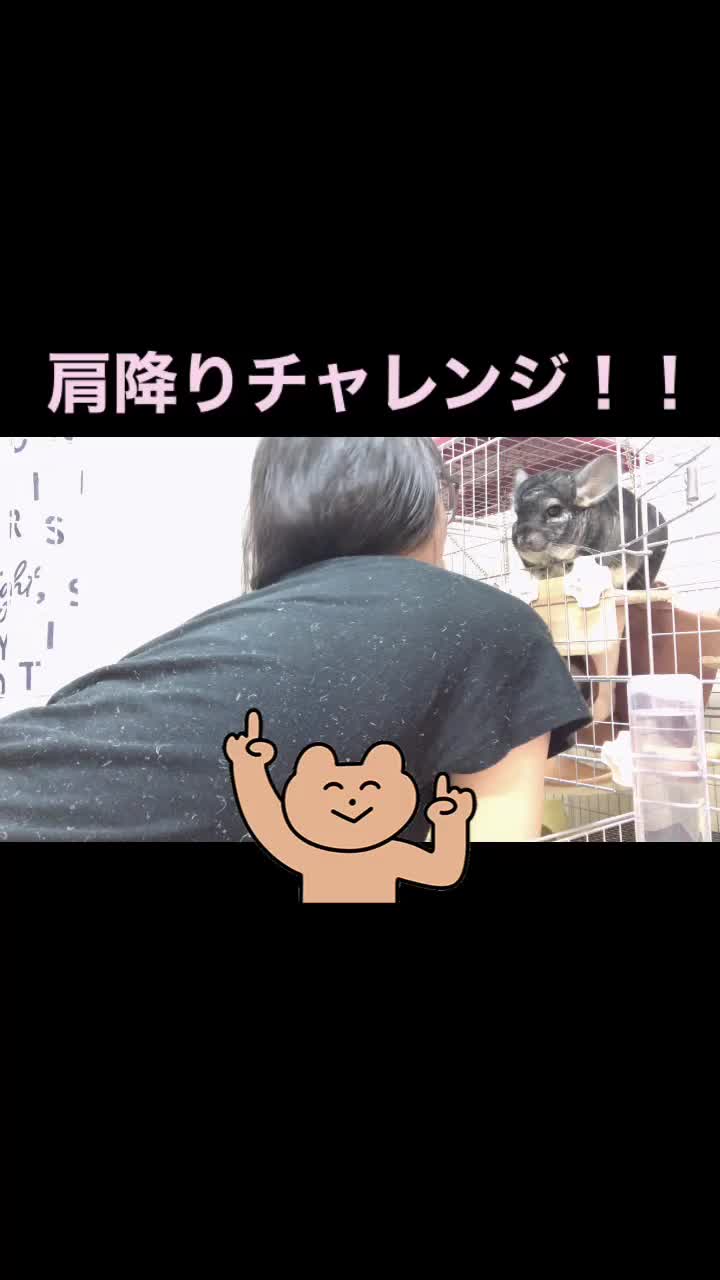 @ゆに♀チンチラ