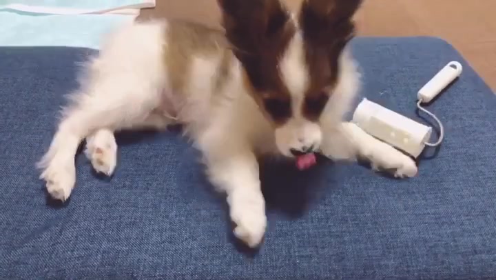 @パピヨンのうた君