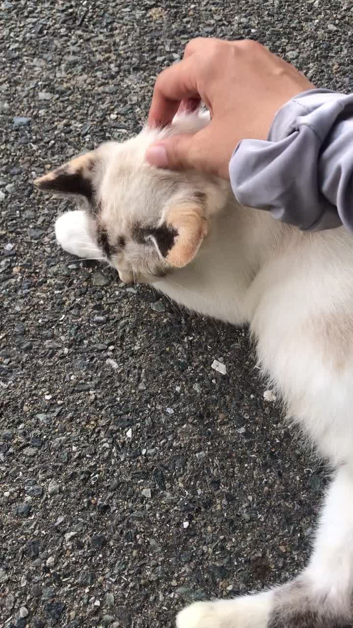 @姜