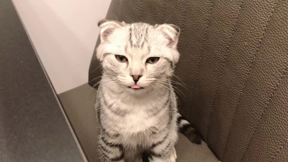 @Yuliandcats
