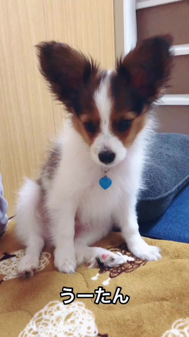 @パピヨンのうた君