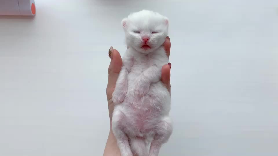 @Yuliandcats