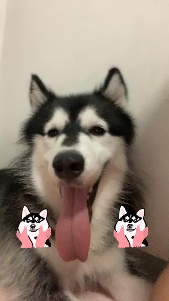 @Chion 🐾