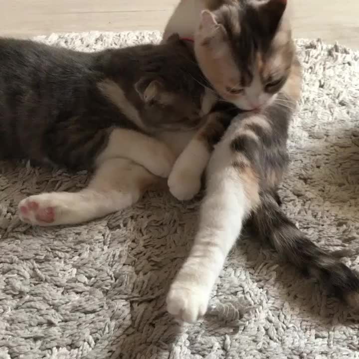 @おまめ