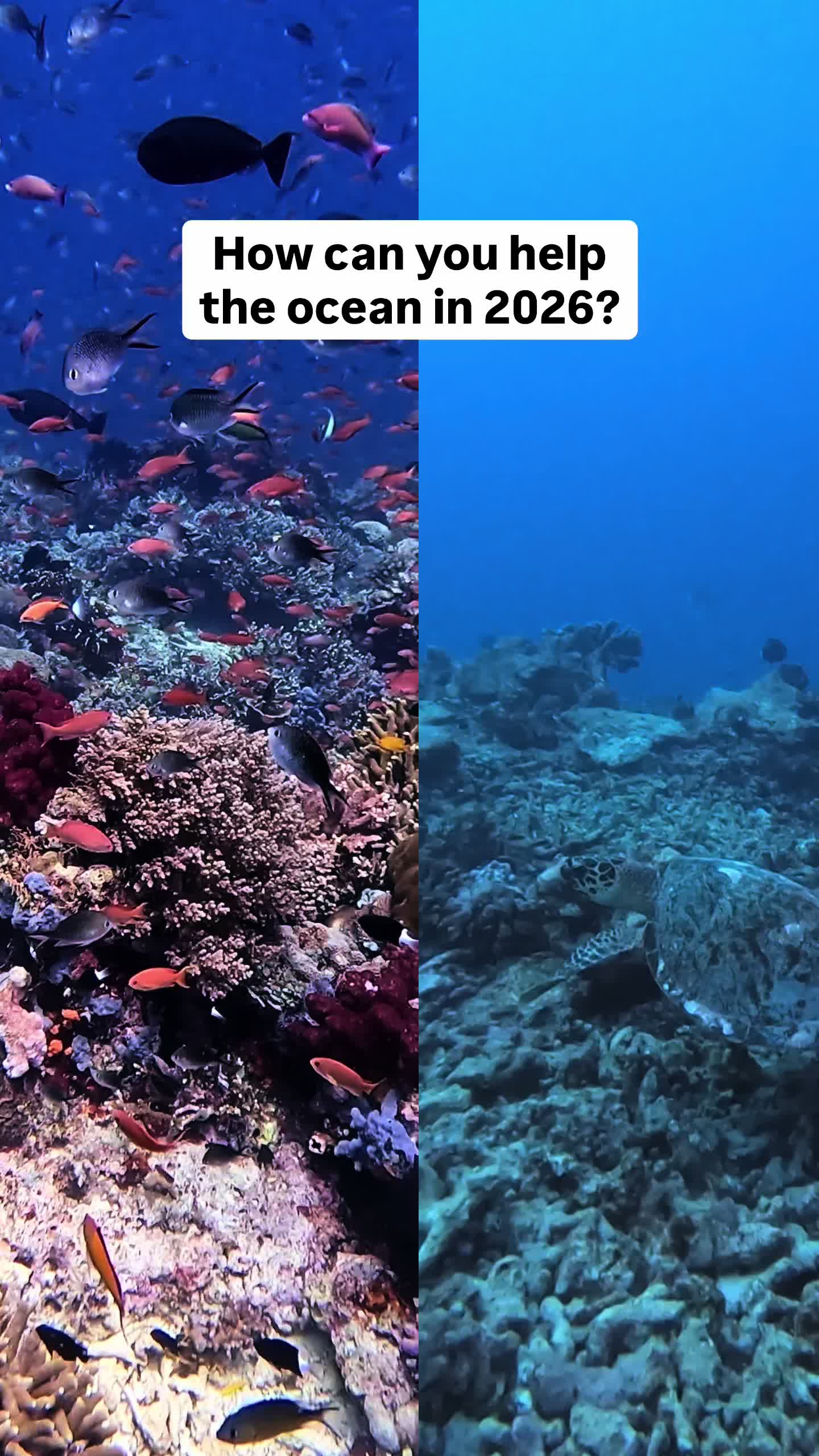 @The Dive Compass