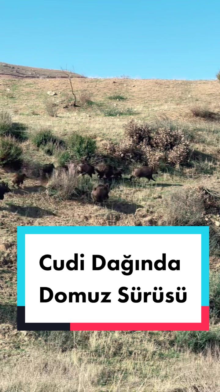 @akif.ozek