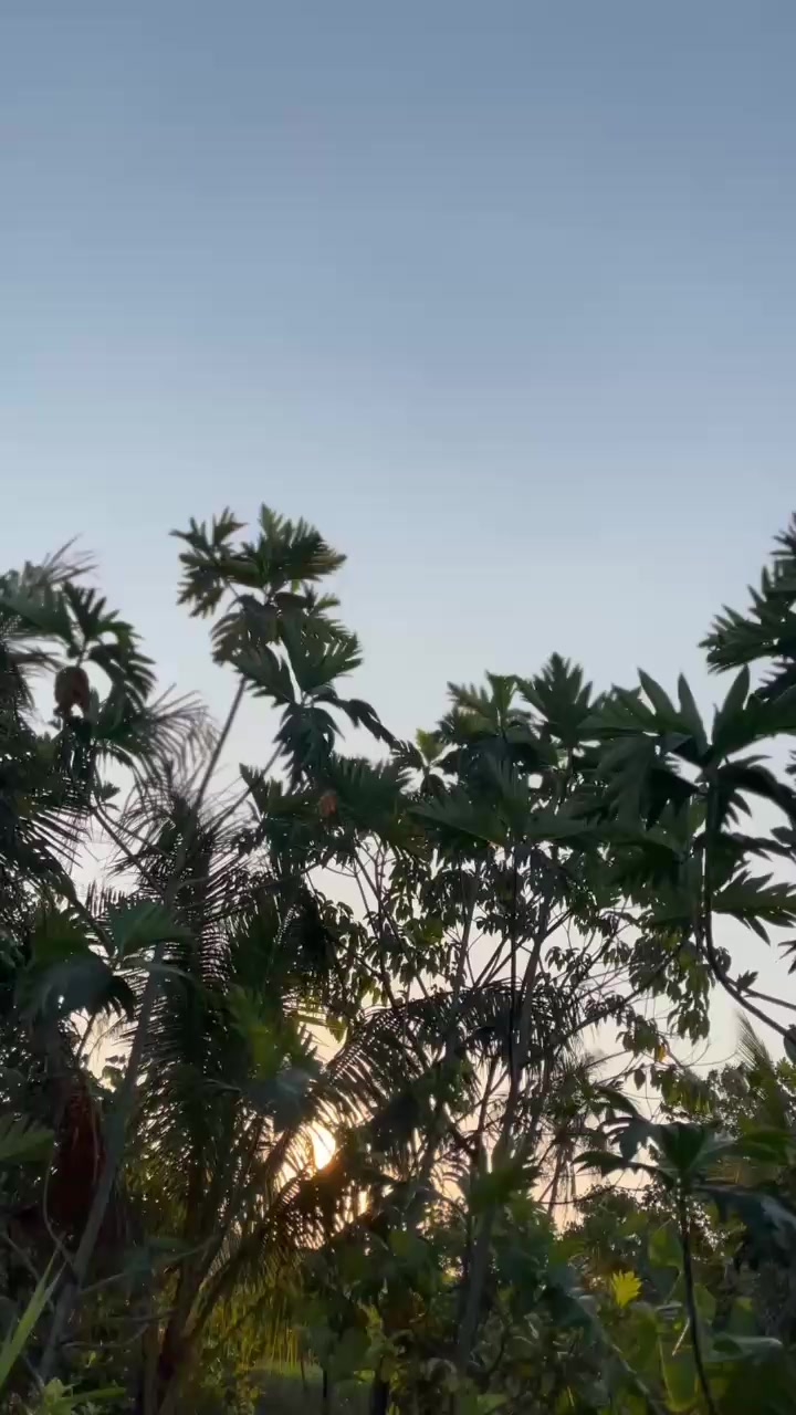 @Vega.unyill