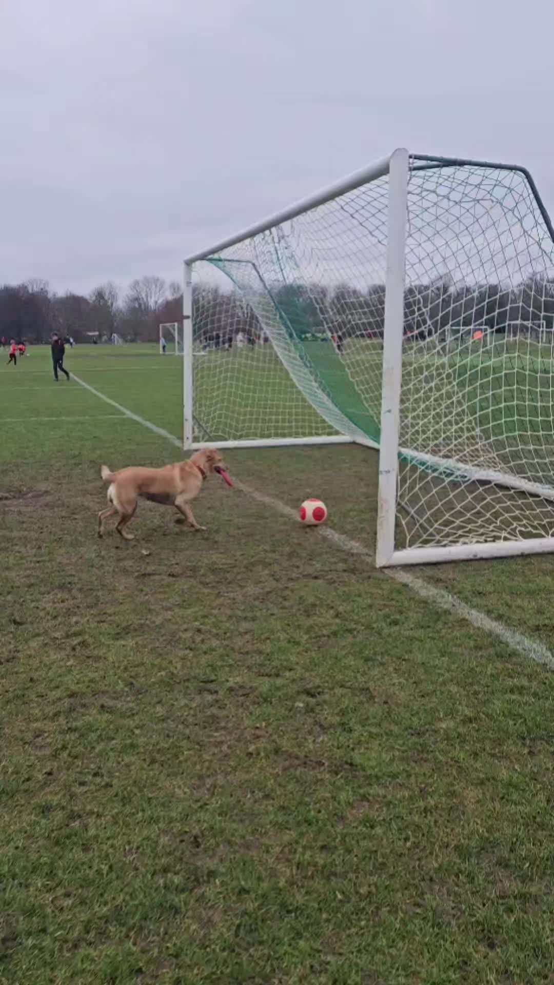 @MessiPaws