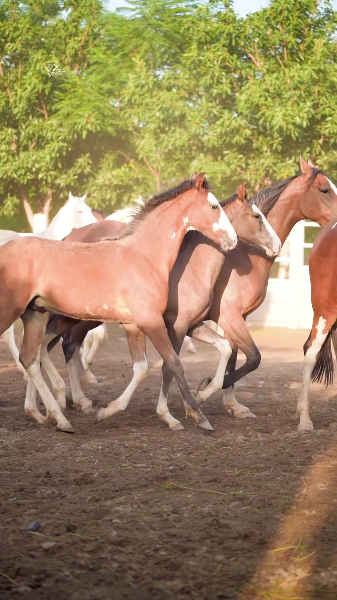 @SUNRISE STUD FARMS RAWALPINDI