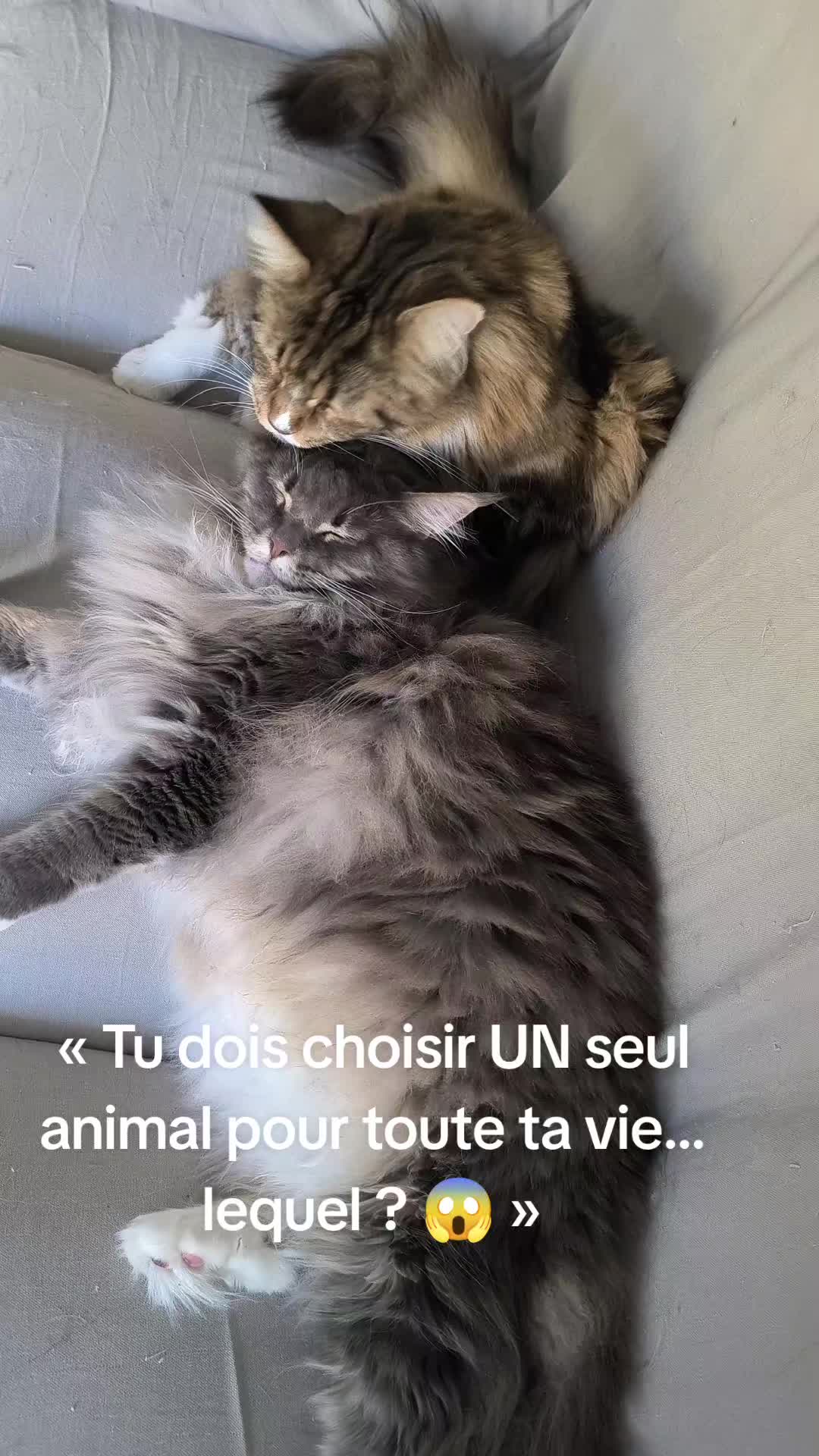 @TiTi.l'amour.des.animaux 🎙️