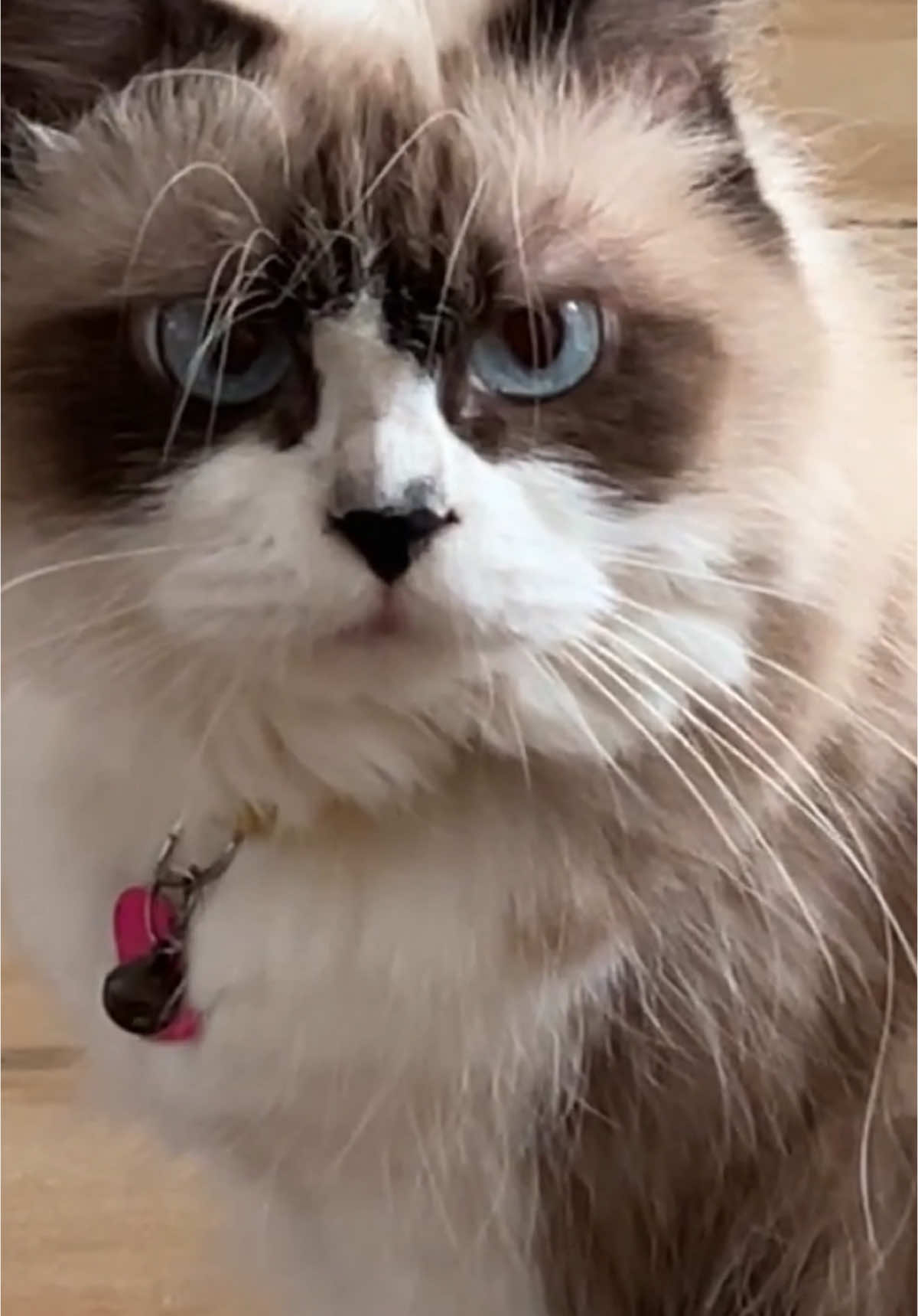 @BecauseCats
