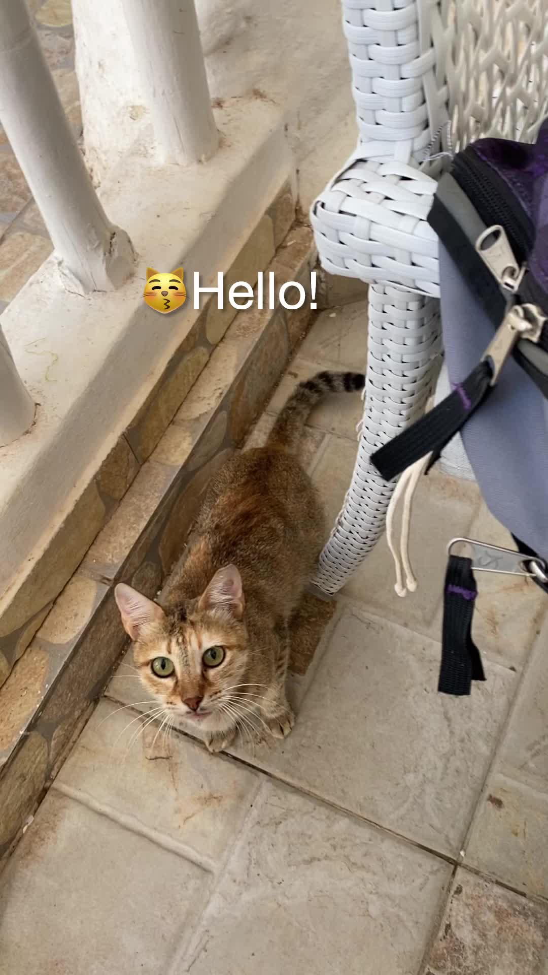 @Marielethecat