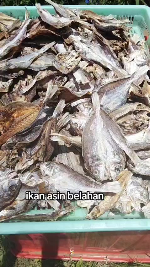 @hambah allah