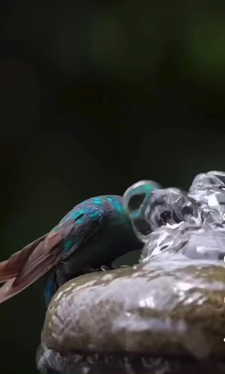 @Carlos_Ivan