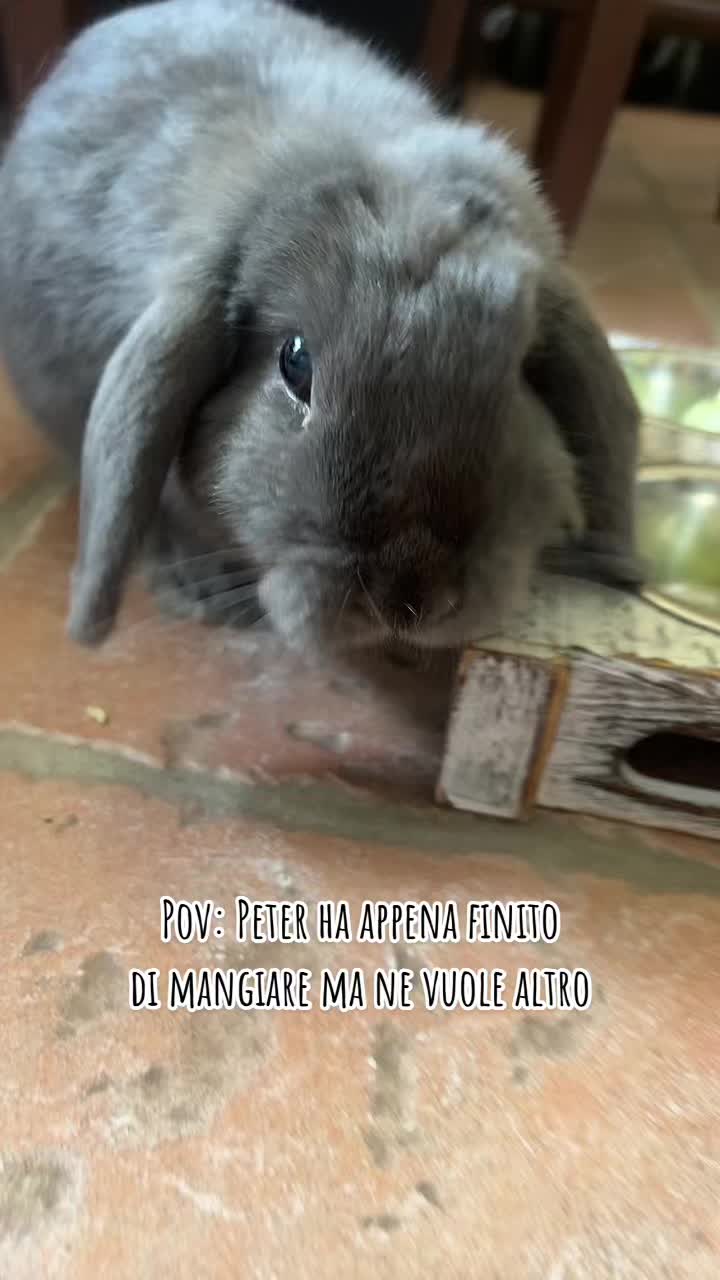 @Peter Rabbit