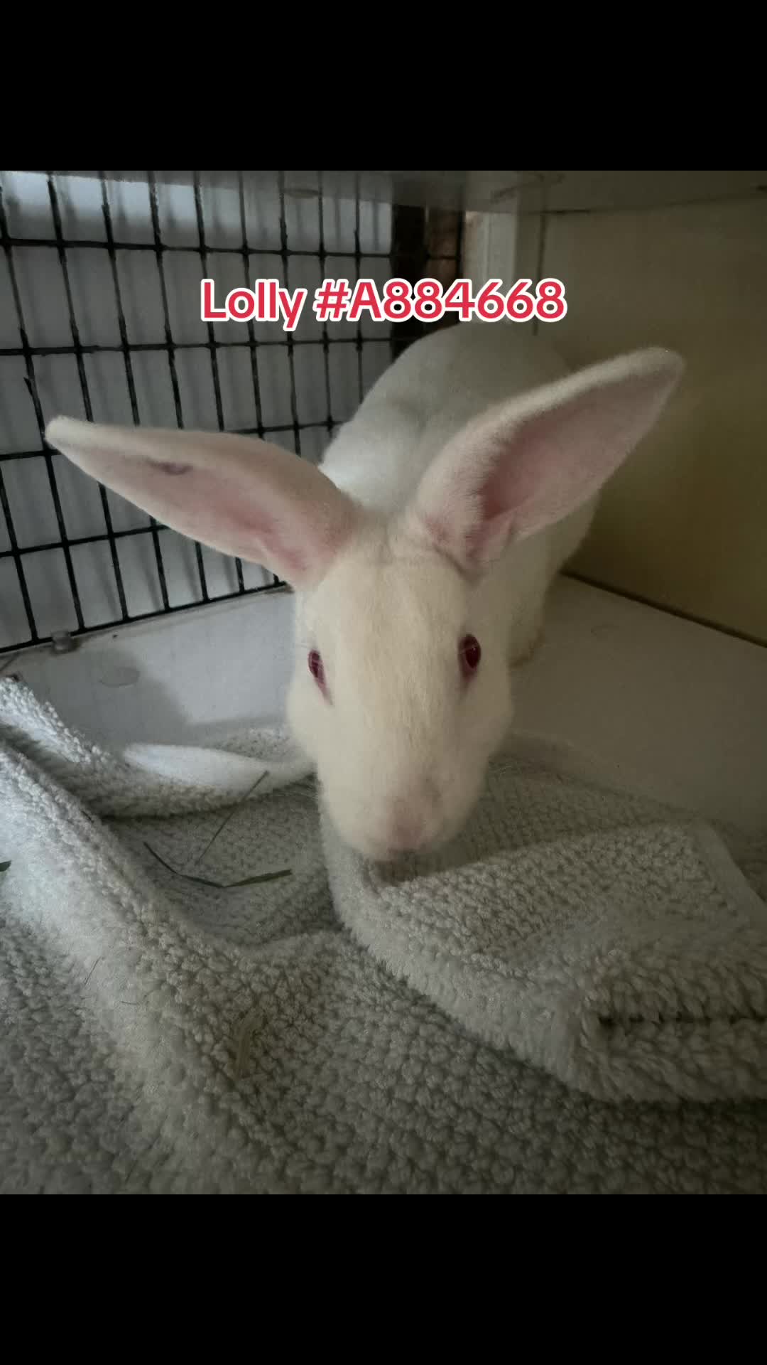 @Bunniesofeastvalley