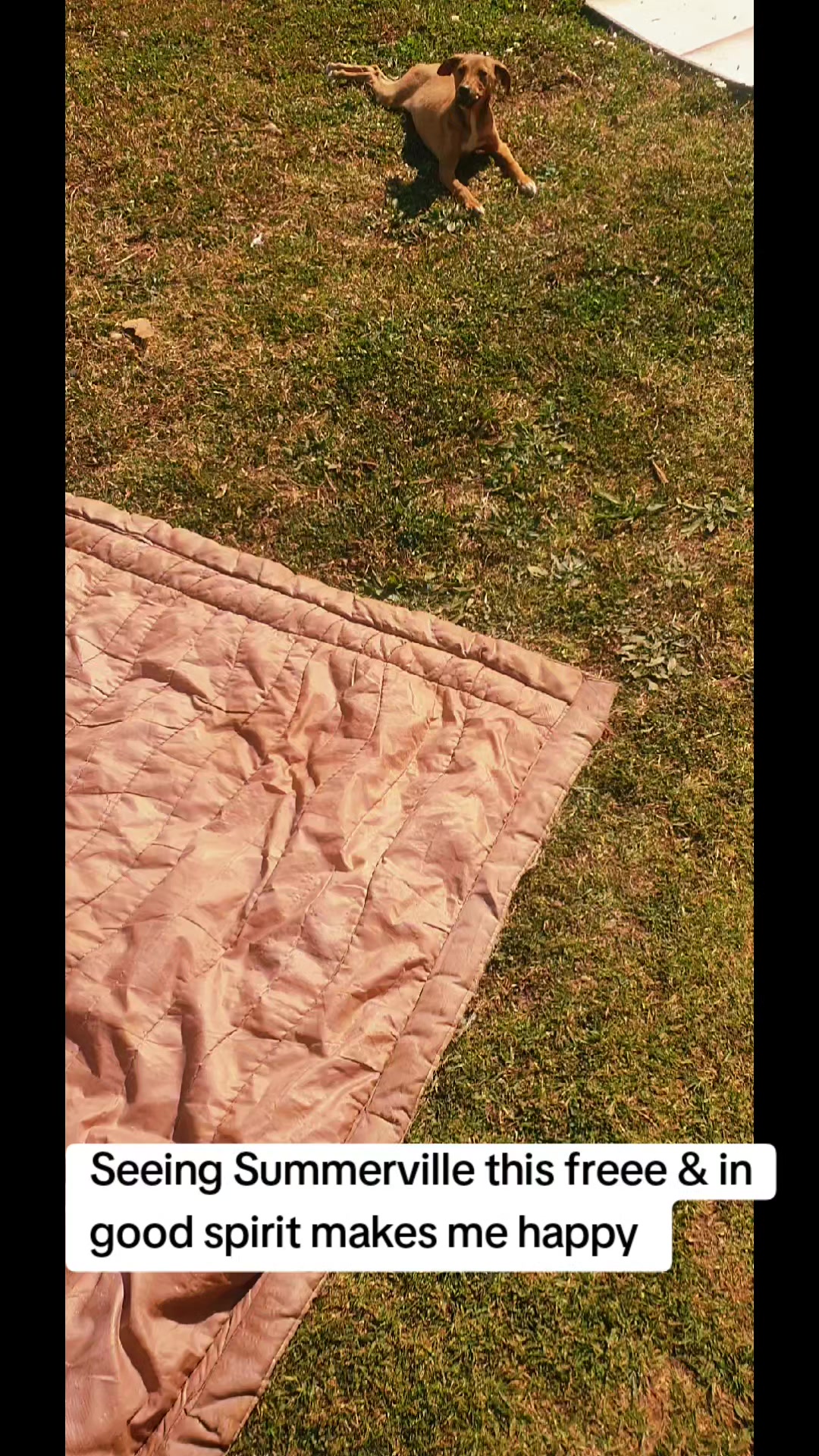 @LifeWithSummerAndShepherd