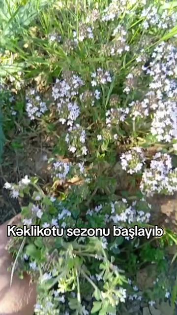 @Yegane.Laçınlı
