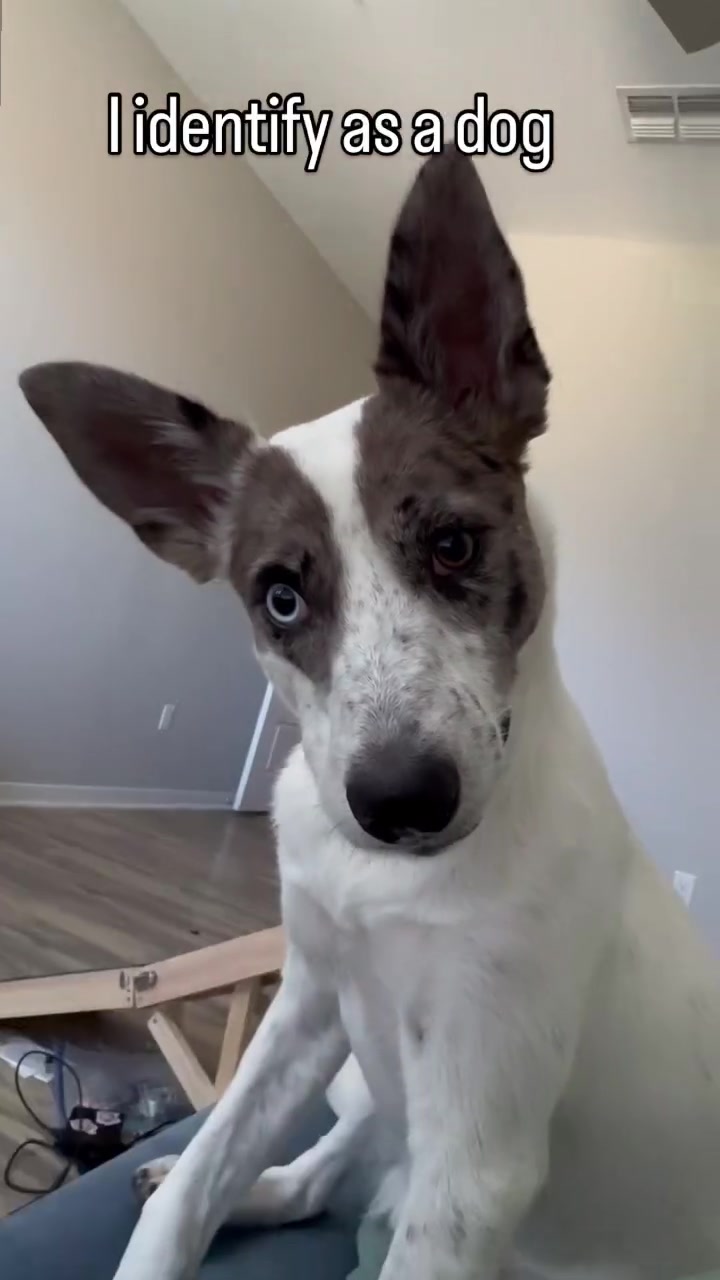 @tiffanysdiamonddogs