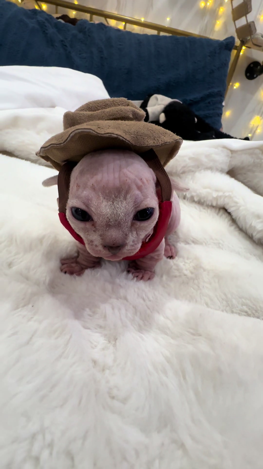 @famoussphynx