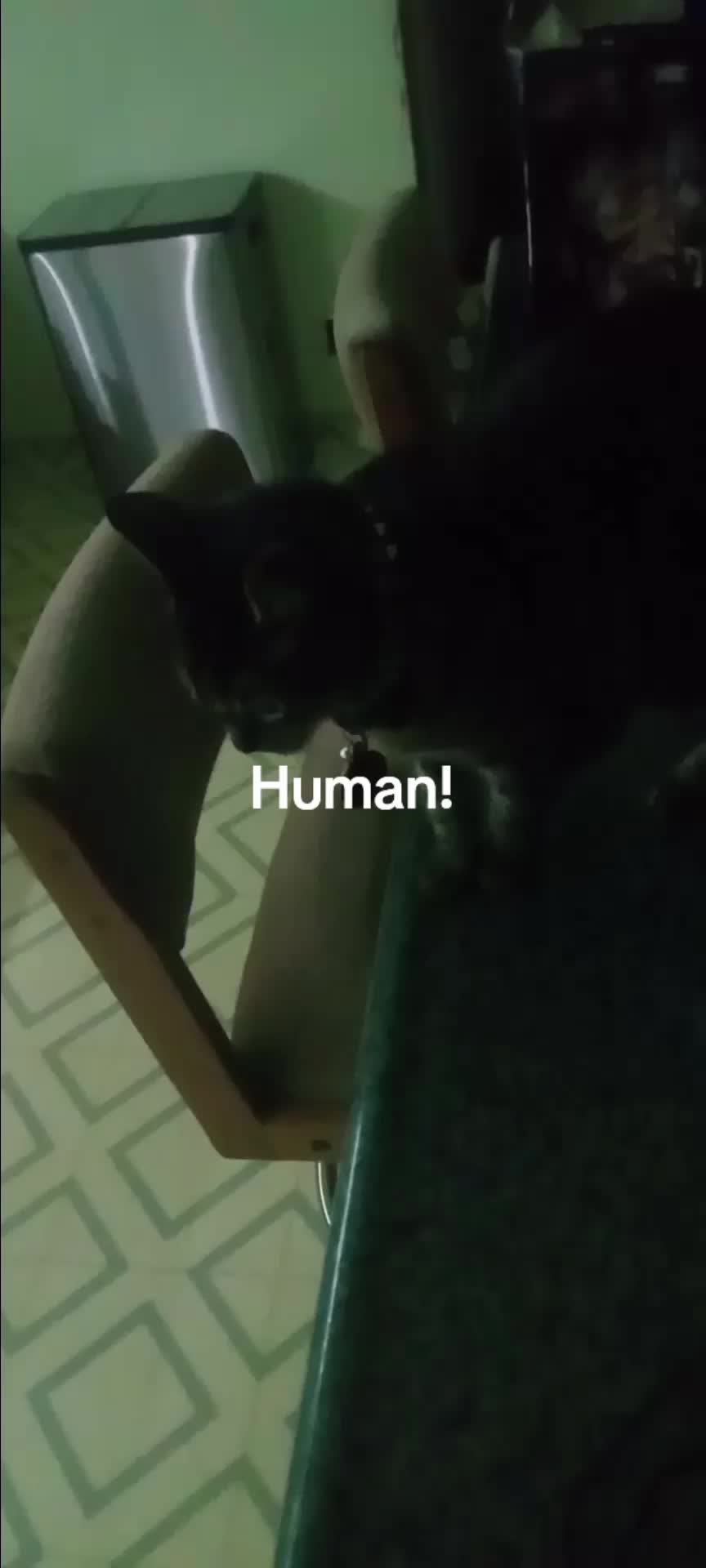 @Relaxcat_Tigerjames