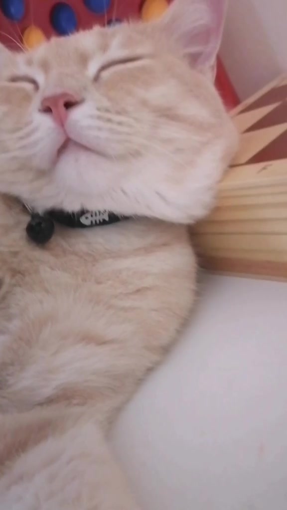 @Gandalf the Cat