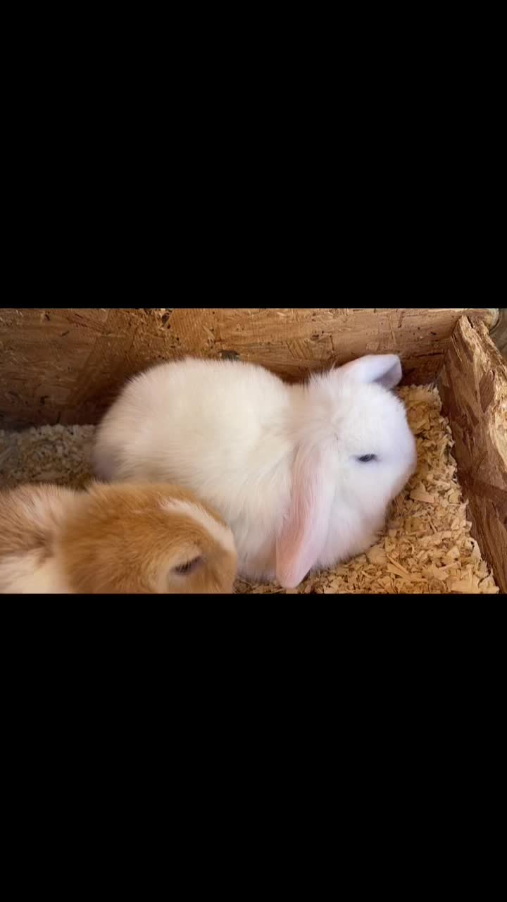 @HighlandRabbitry