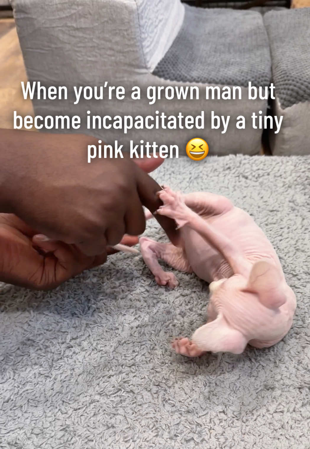 @Boba&rsquo;s Buds Minskin Cats