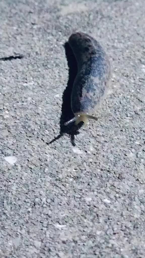 @$LitterPatrol
