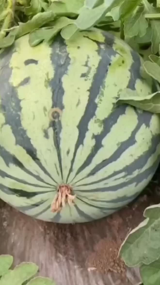 @100 gecs