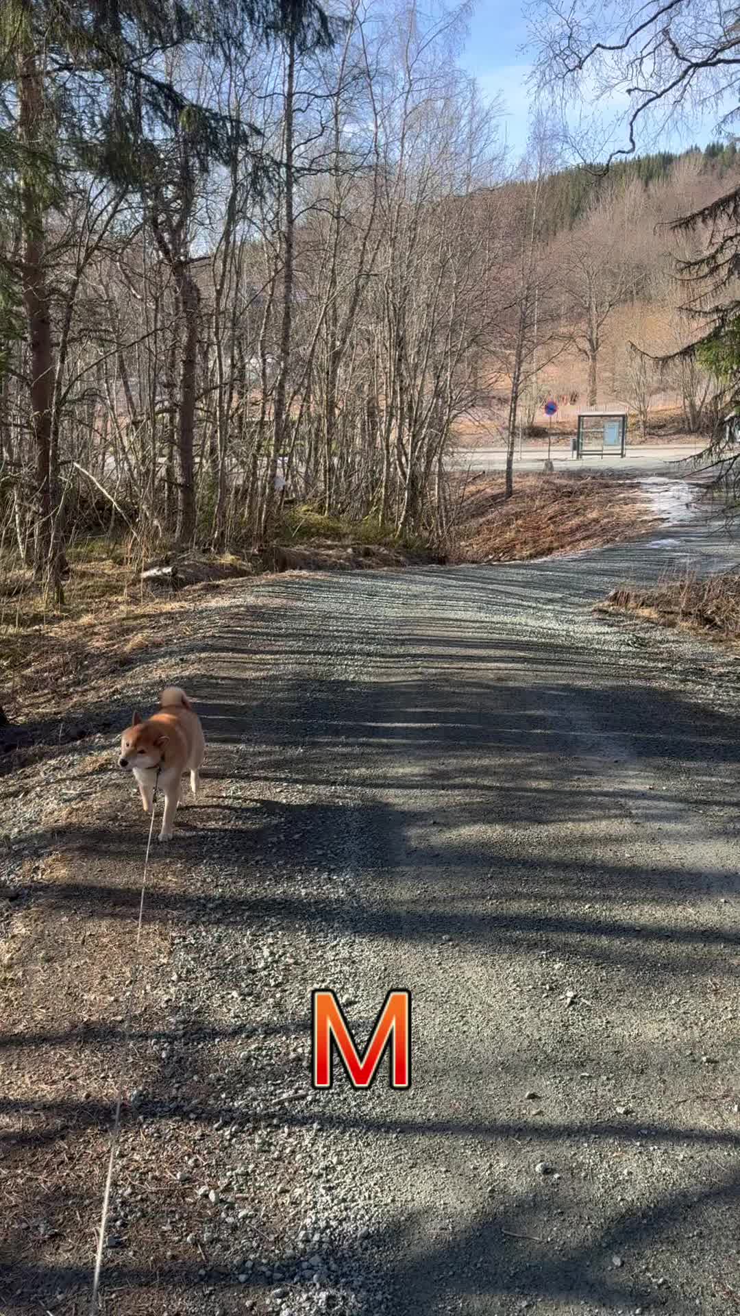 @yoshi.doggyhood