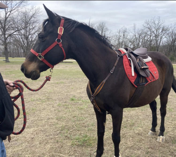 @🐴✨❤️Macky❤️✨🐴