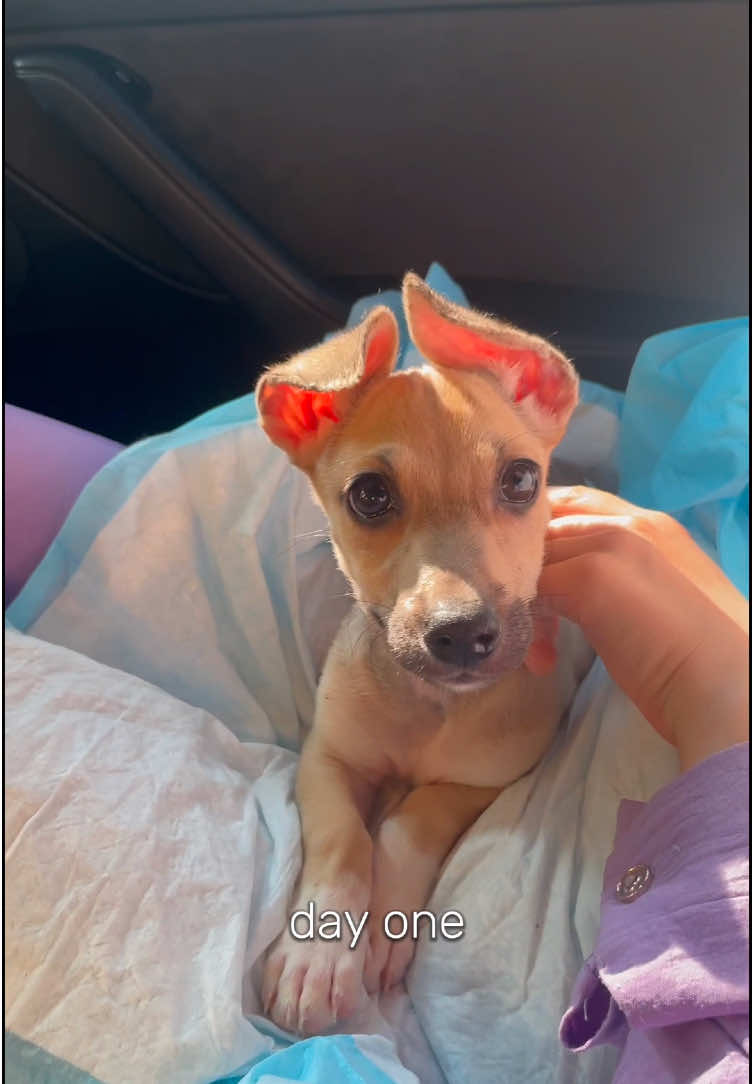 @Чіпік 🐶