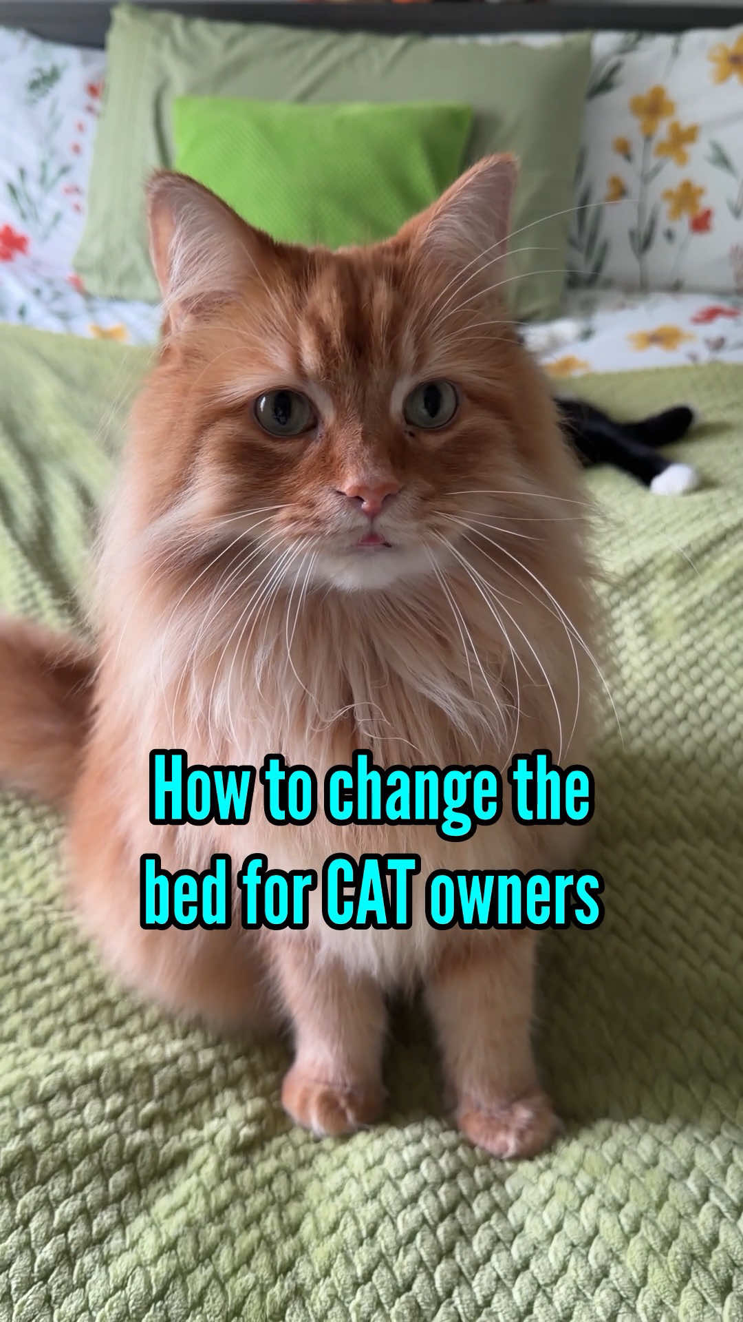@The Oreo Cat
