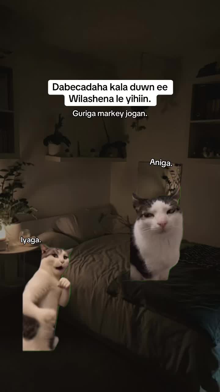 @•B🦢