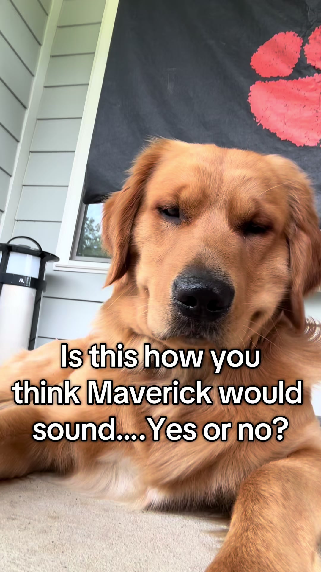 @Maverick McPaws
