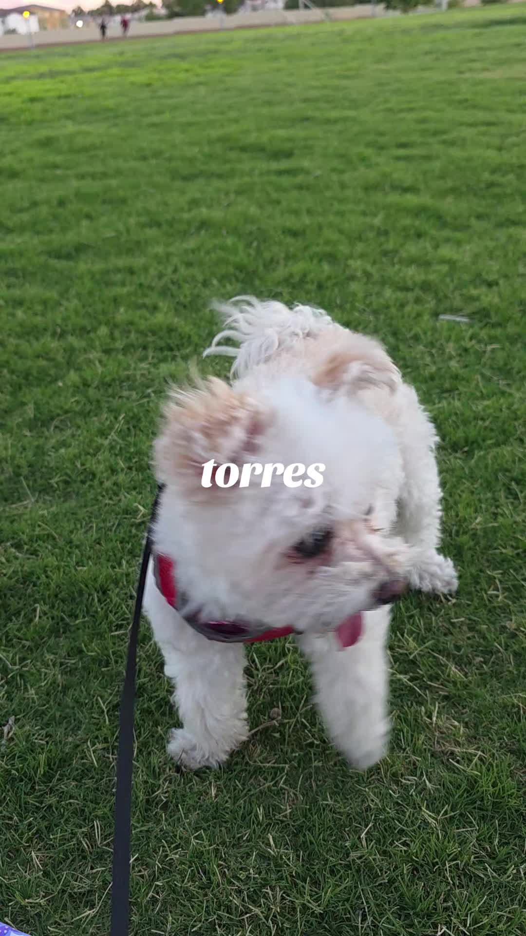 @Estela Torres