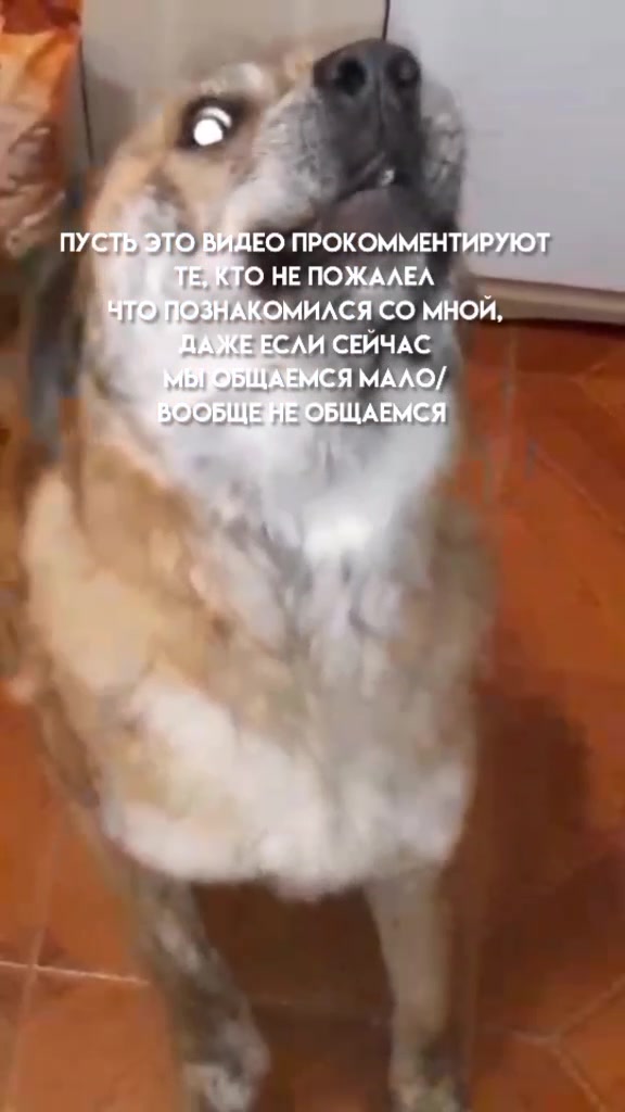 @Тигрёнок🤫
