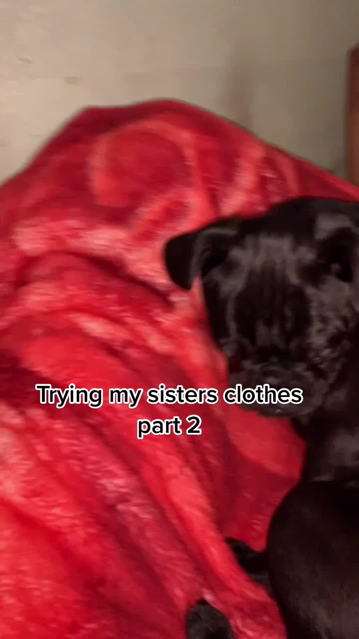@Benji The Pug