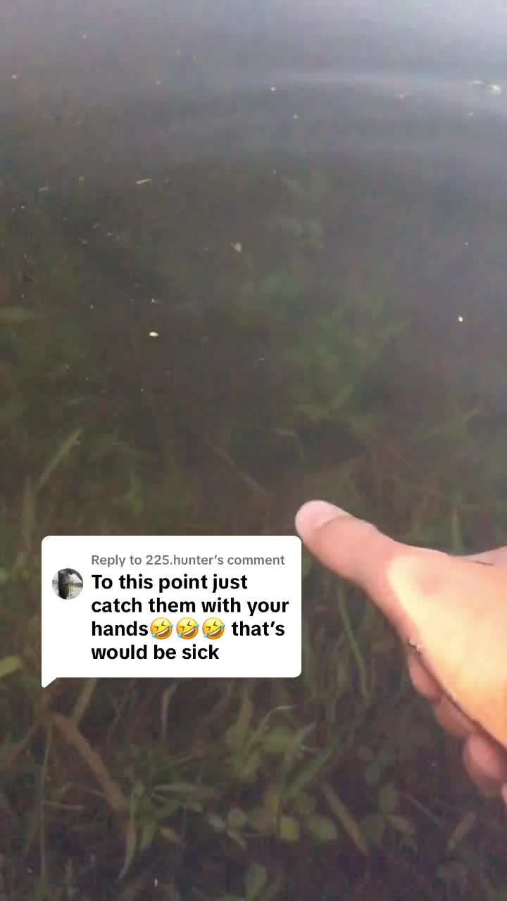 @Bassfeeder