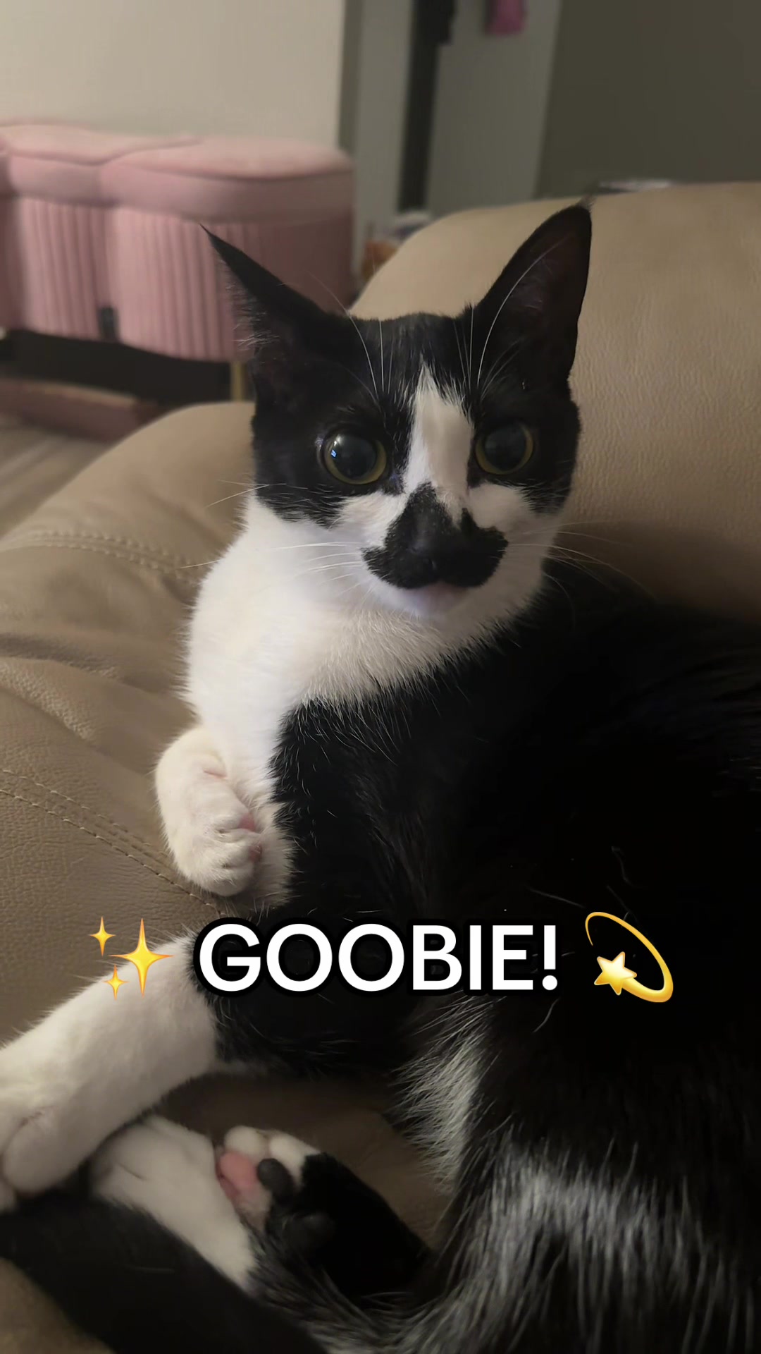 @countess goobula 🖤🩸