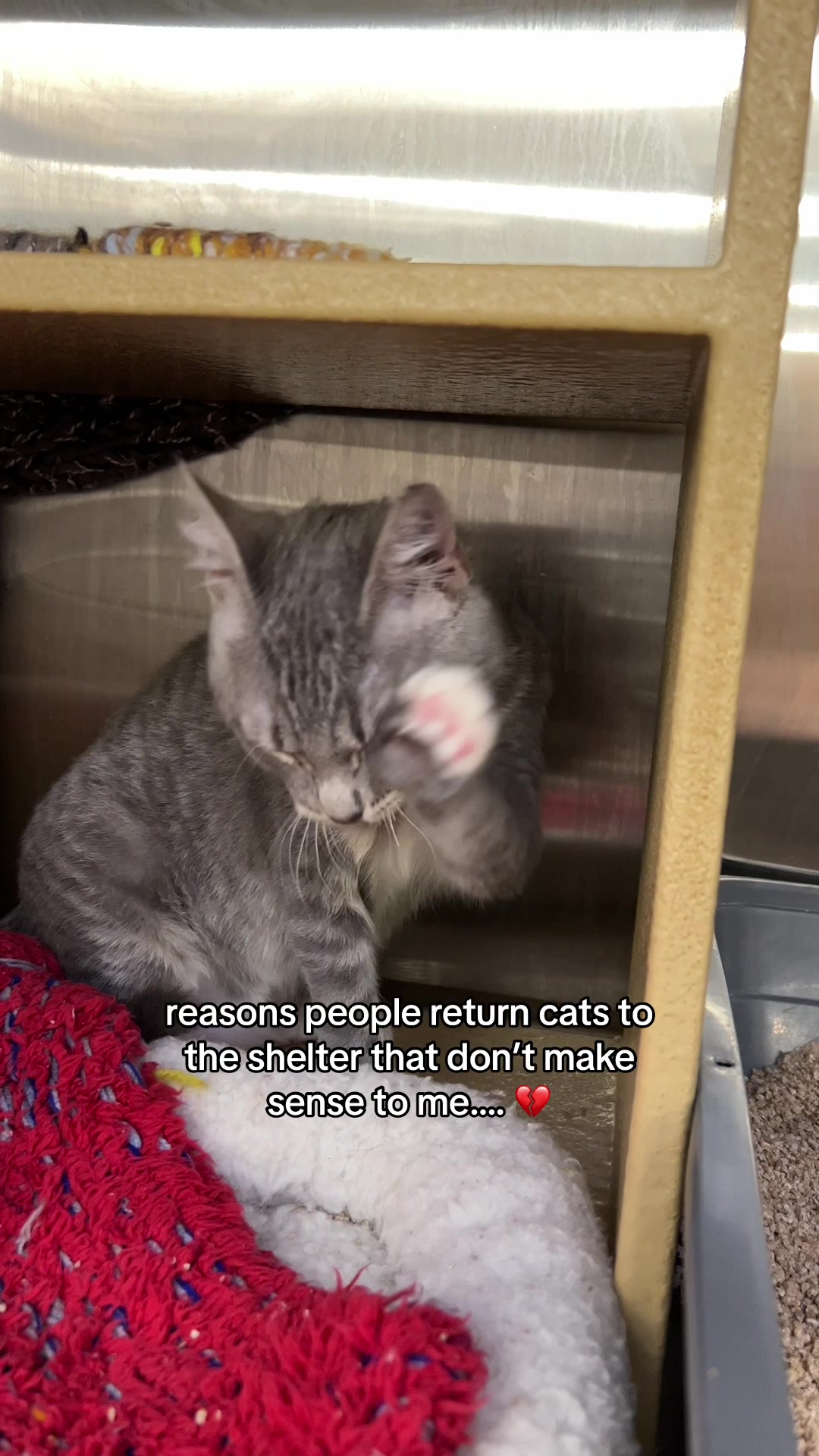 @Deanna | ATL Animal Rescue 🖤
