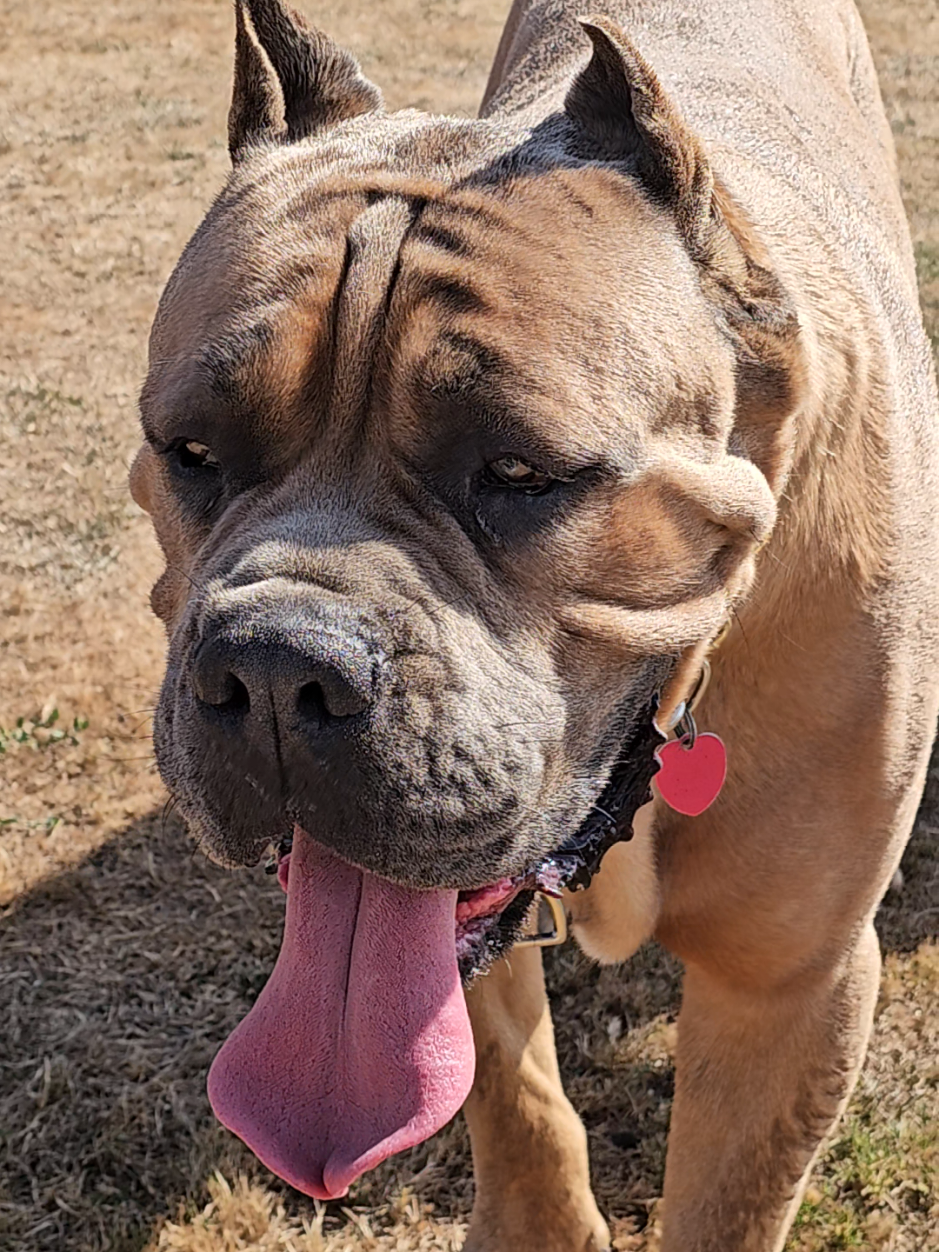 @SalmonCreekCaneCorso