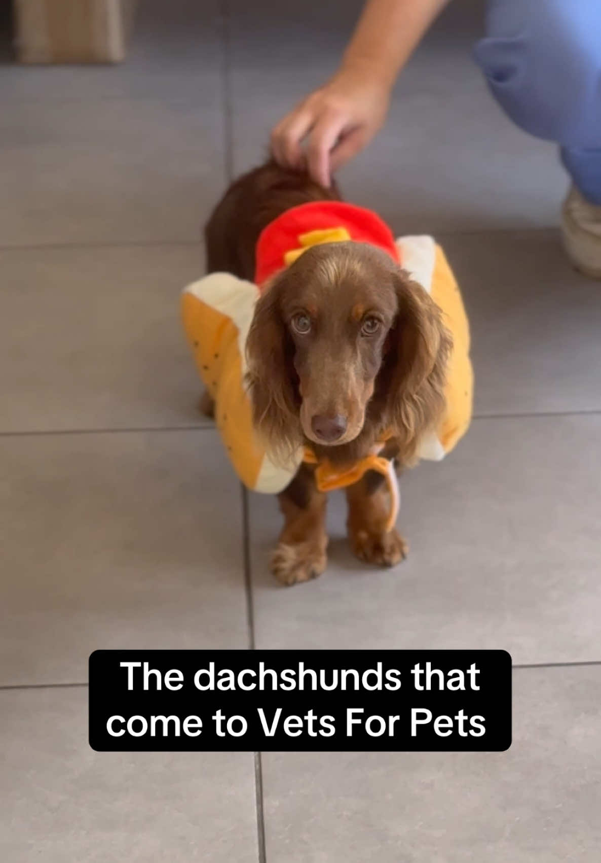 @Vets for Pets