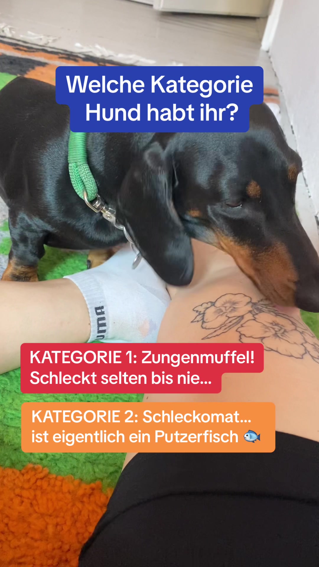 @SausagedogMaja