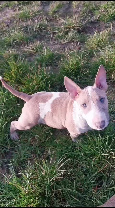 @Mini Bull Terriers from Hell