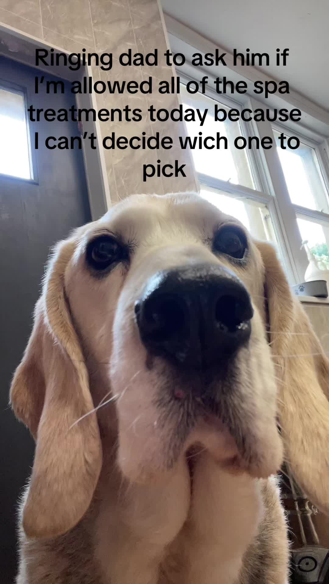 @Pet Angels